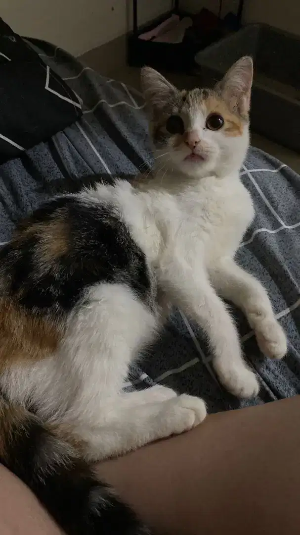 kitten calico persia shorthair