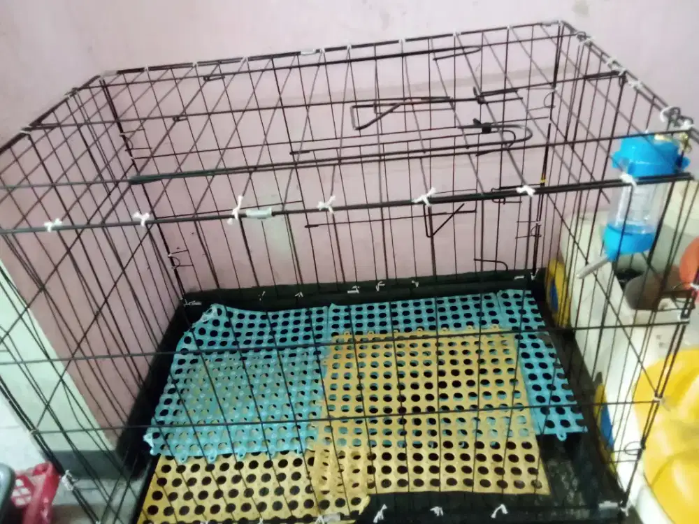 Kandang kucing second