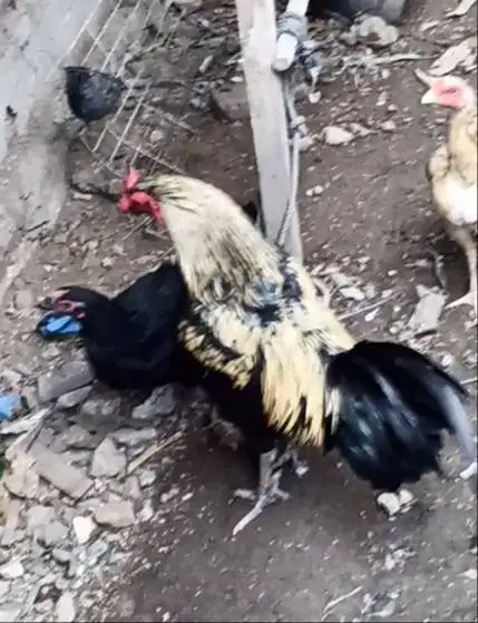 ayam kampung 5 ekor