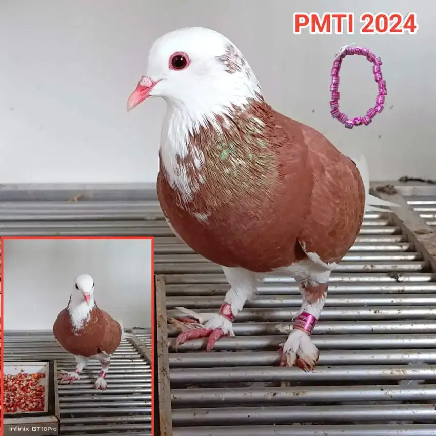 indukan Merpati plangko Jembros PMTI 2024