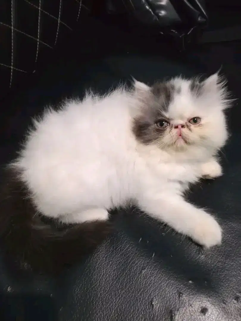 Kitten peaknose betina usia 2bln