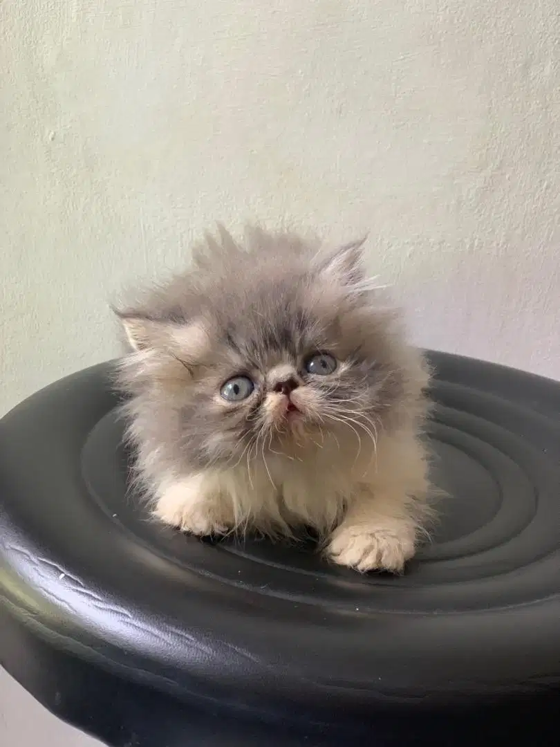 Peaknose longhair kitten