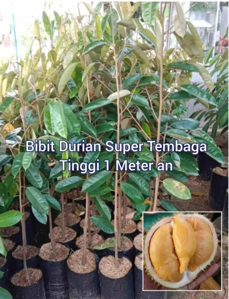 Durian Super Tembaga Tinggi 1 Meter an