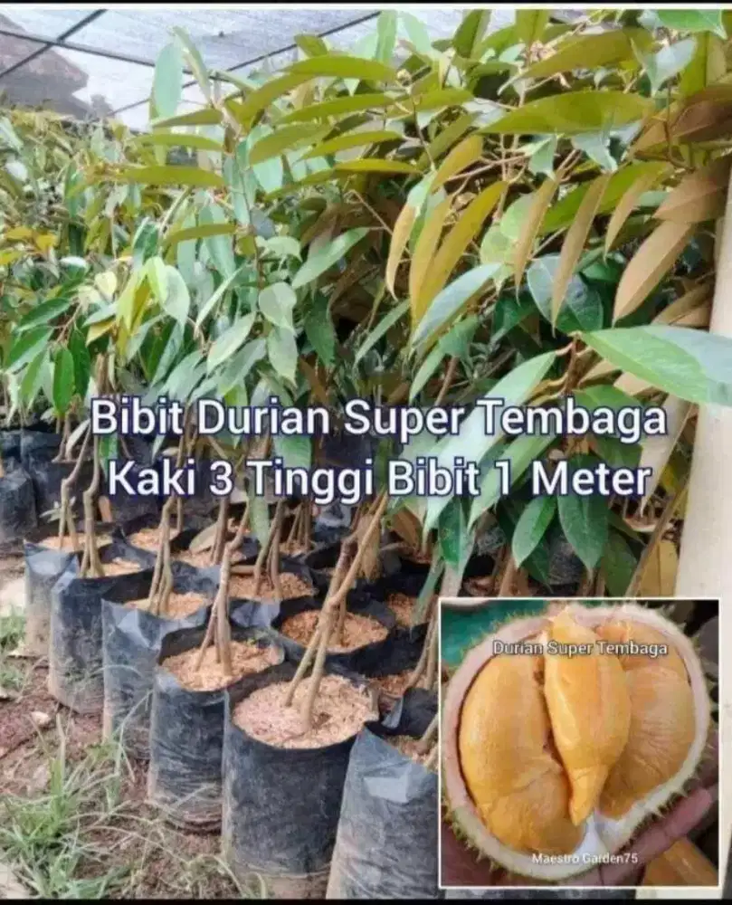 Durian Super Tembaga Kaki 3 Tinggi 1 Meter an