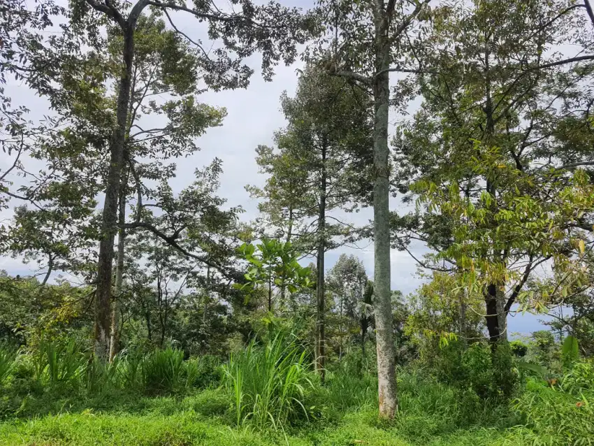 Jual Tanah Kebun Durian, Kopi dan Pete