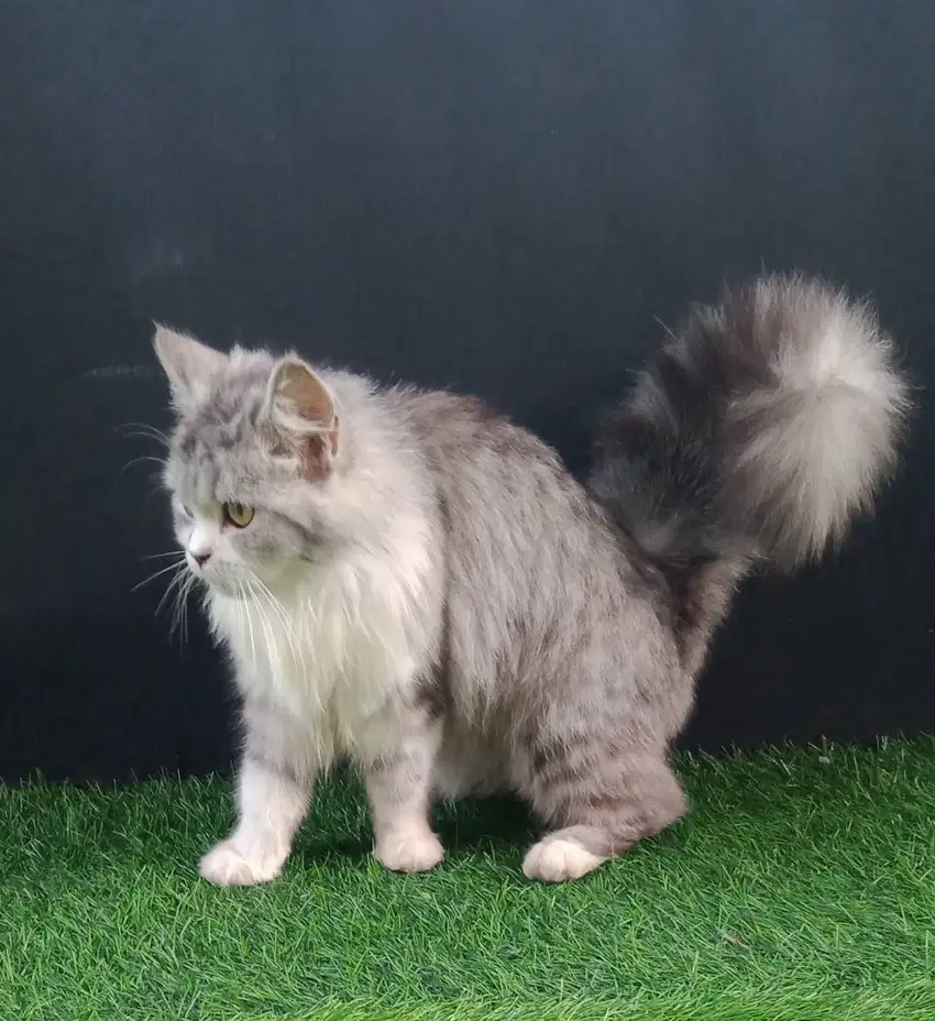 Kucing persia betina dan perlengkapan