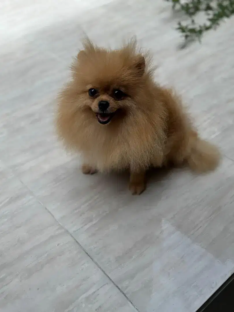 Pomeranian posisi Uda kawin