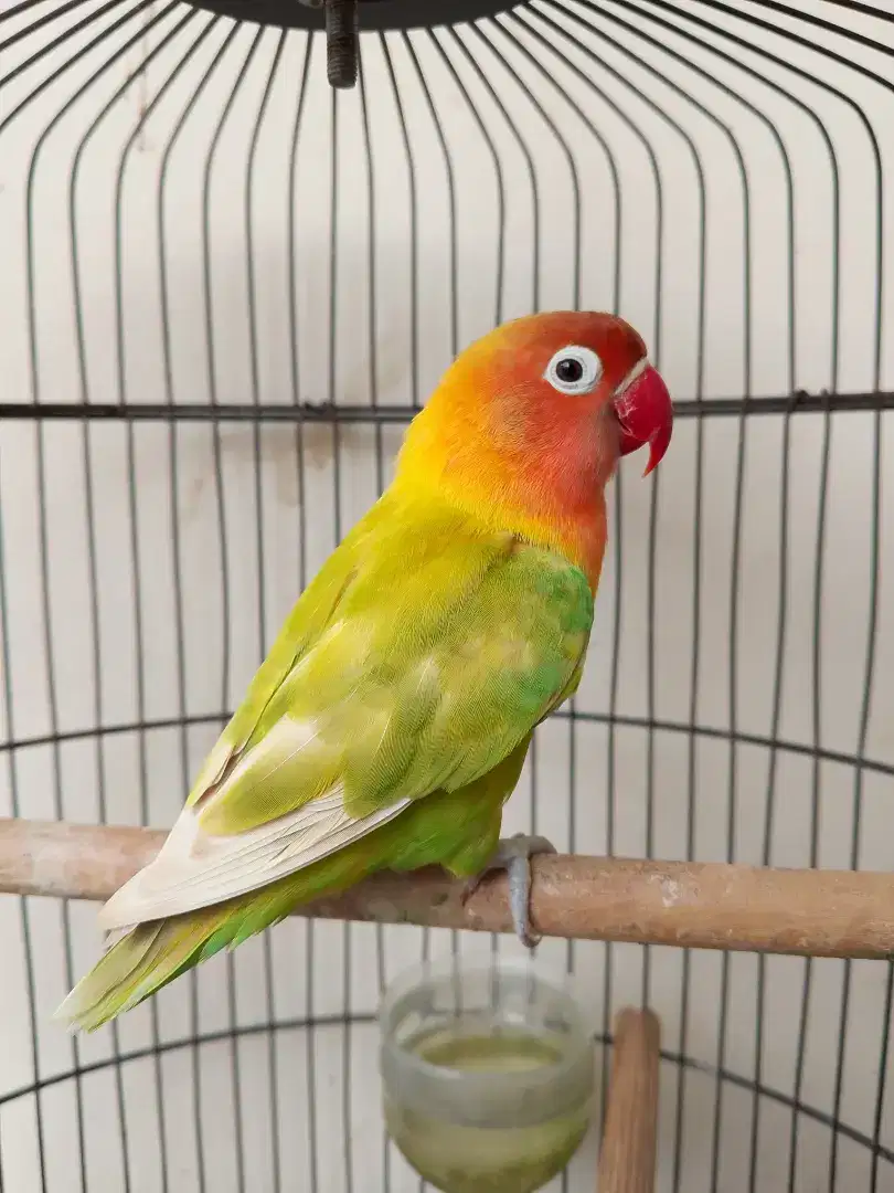 Burung lovebird betina cantik pasjo okk