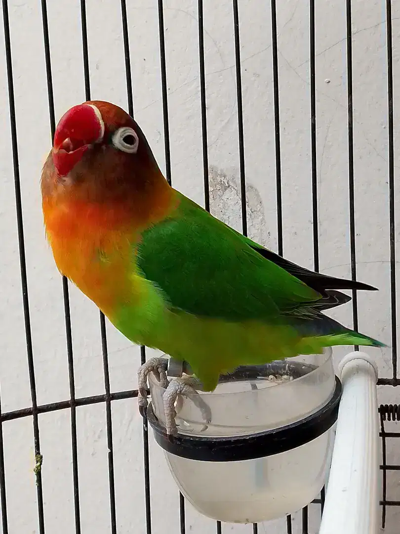 Burung lovebird betina cantik semi Dakocan