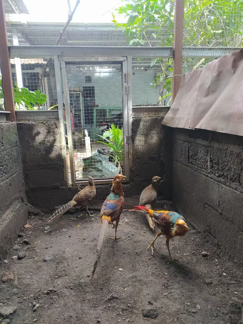 Sepasang ayam hias golden pheasant atau ayam hutan tibet