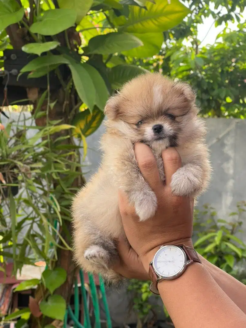 Anakan Mini pom (pomeranian)