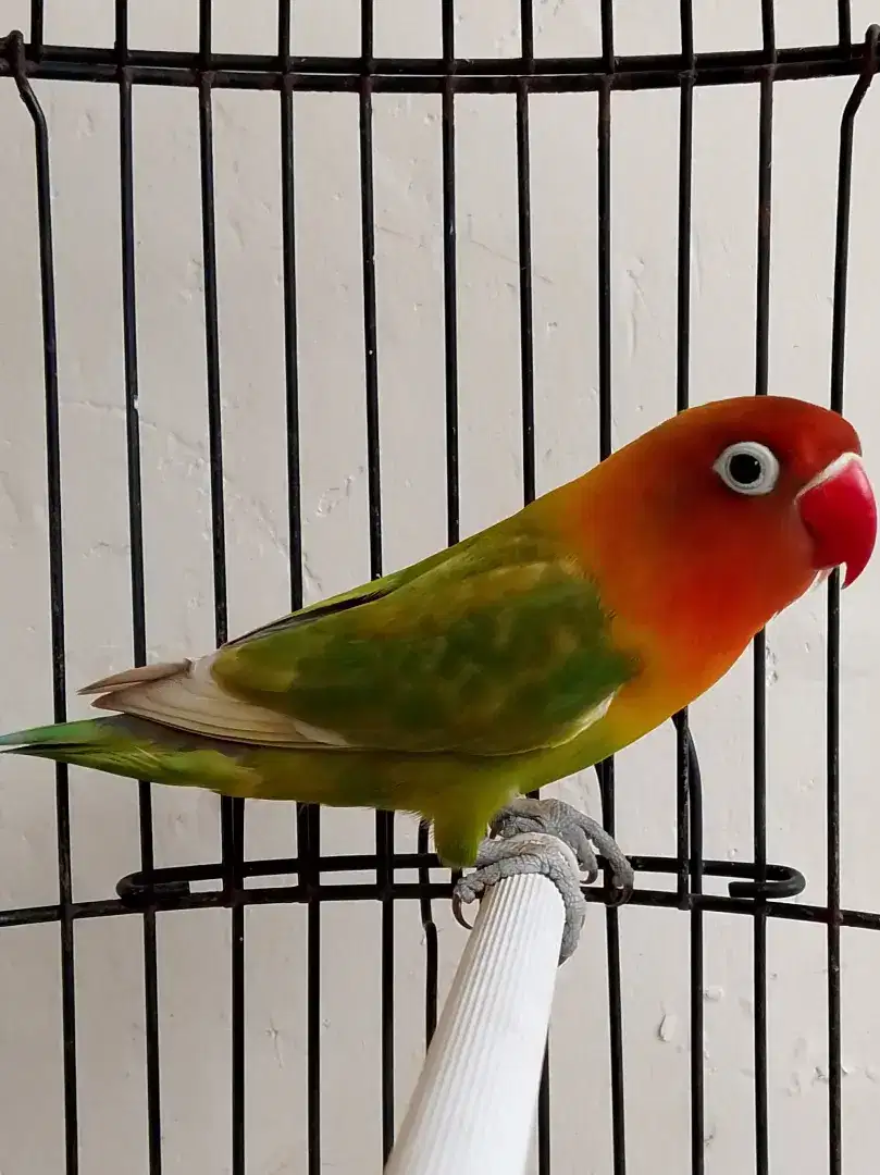 Burung lovebird betina cantik pasjo palamas