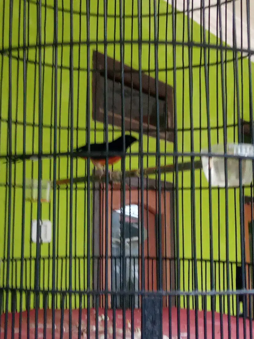 Burung murai muda medan