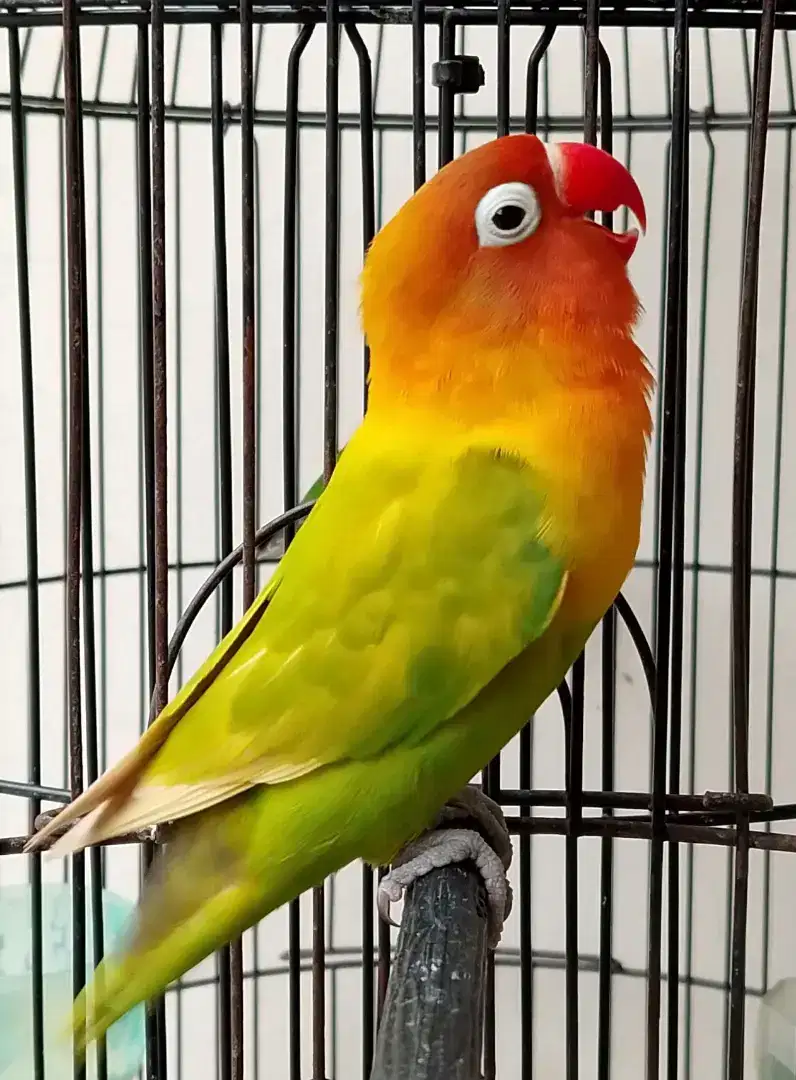 Burung lovebird betina cantik pasjo palamas mewah