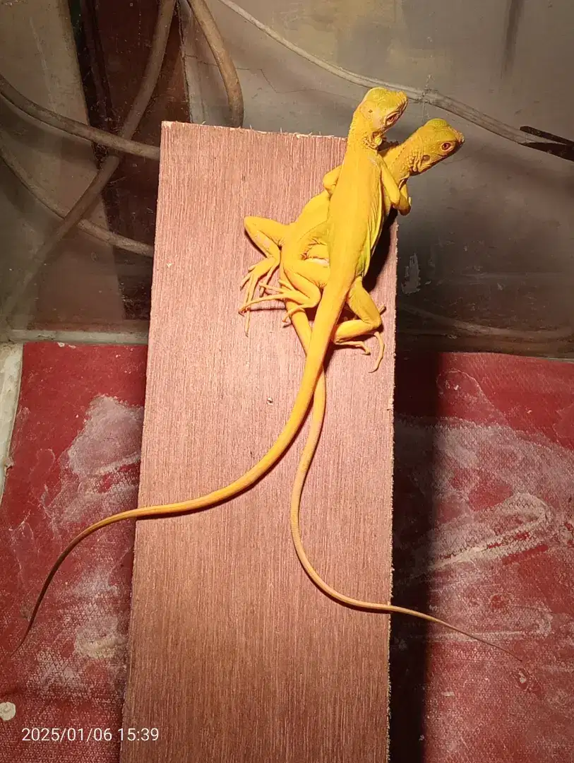 Iguana albino baby up 33 cm