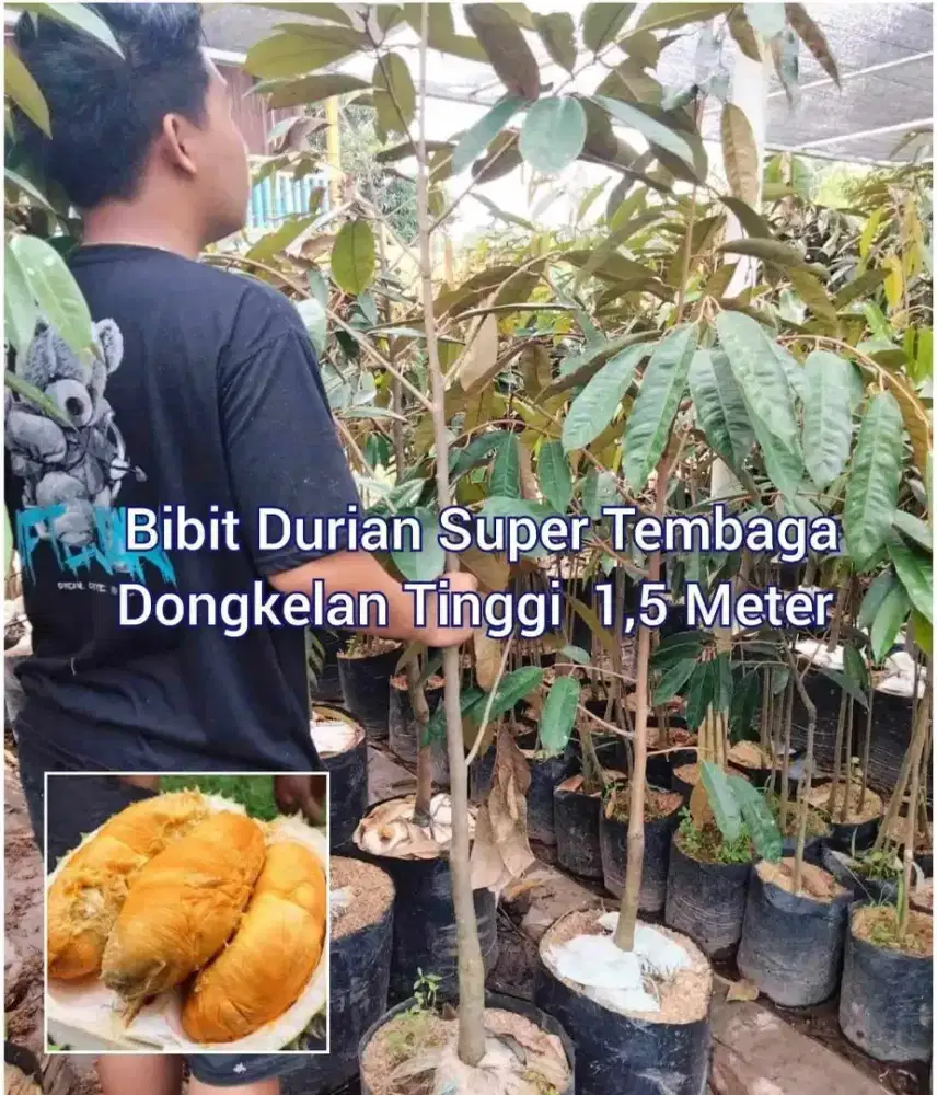 Durian Super Tembaga Tinggi 1,5 Meter
