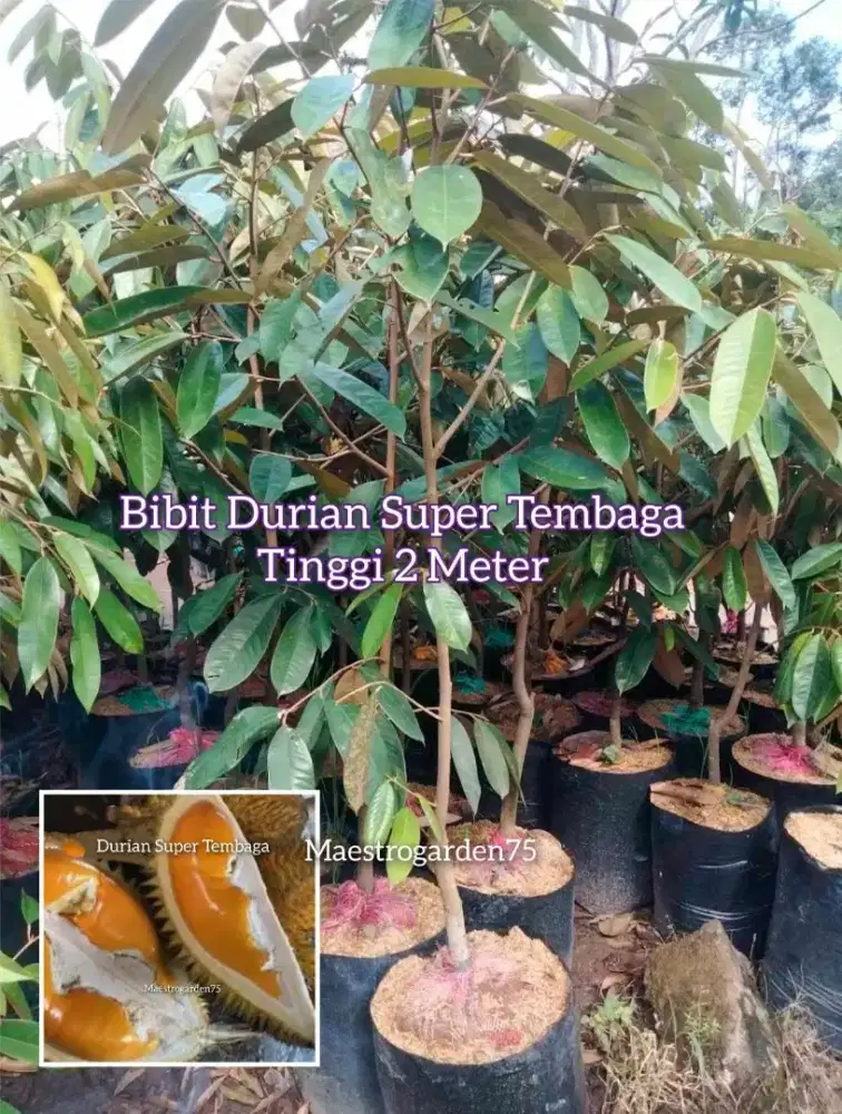 Durian Super Tembaga Tinggi 2 Meter an