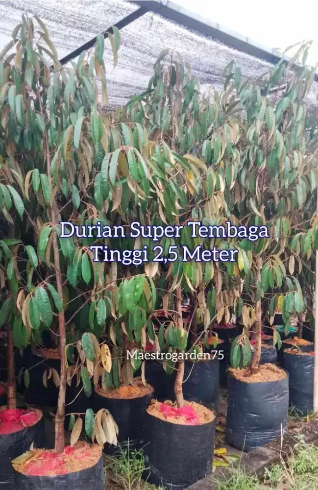 Durian Super Tembaga Tinggi 2,5 Meter an