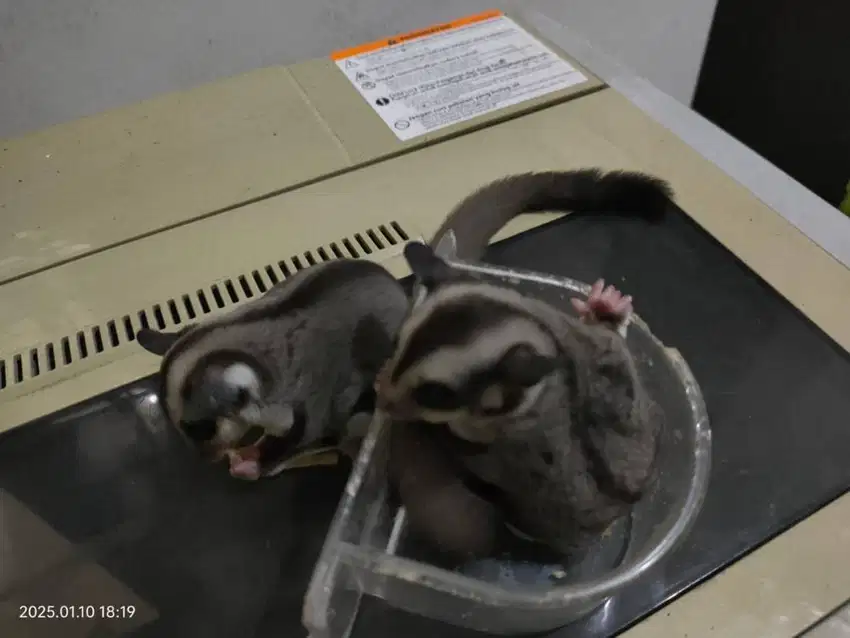 Sugar Glider Classic Grey Jinak