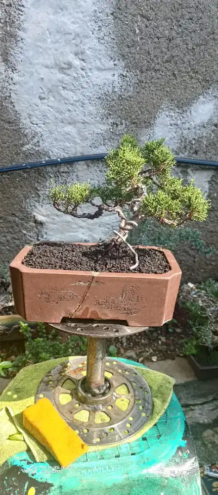 bonsai sargenti / bonsai cemara sargenti / sargenti bonsai cemara