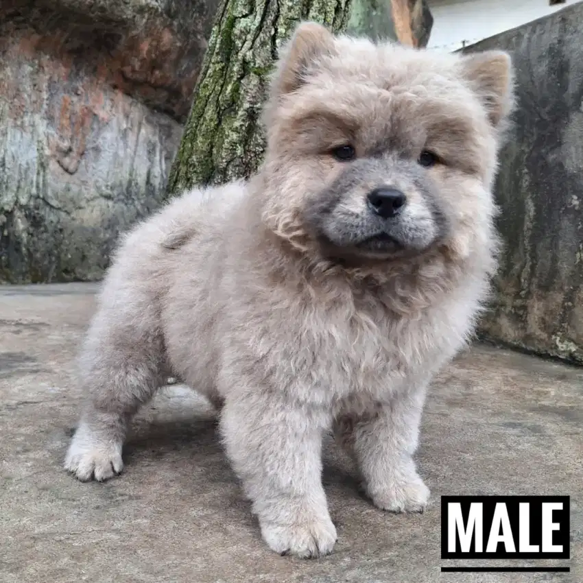 Chow chow puppies