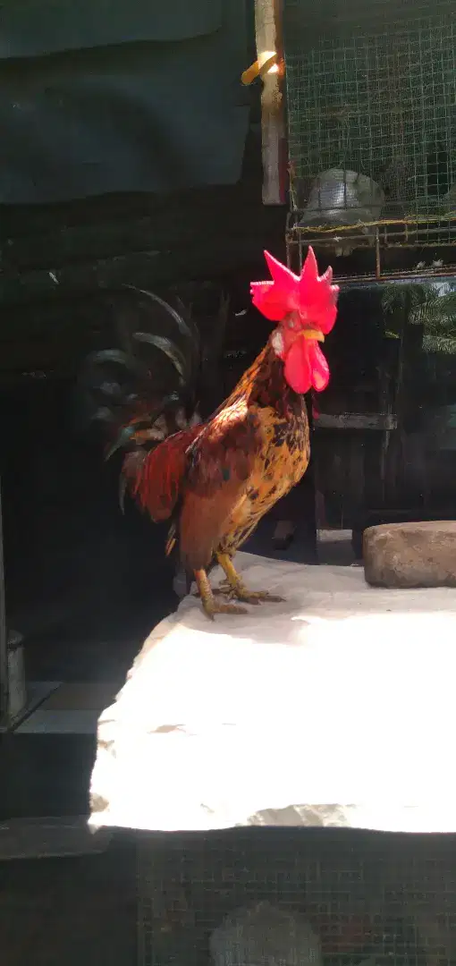 Ayam kate 1 keluarga