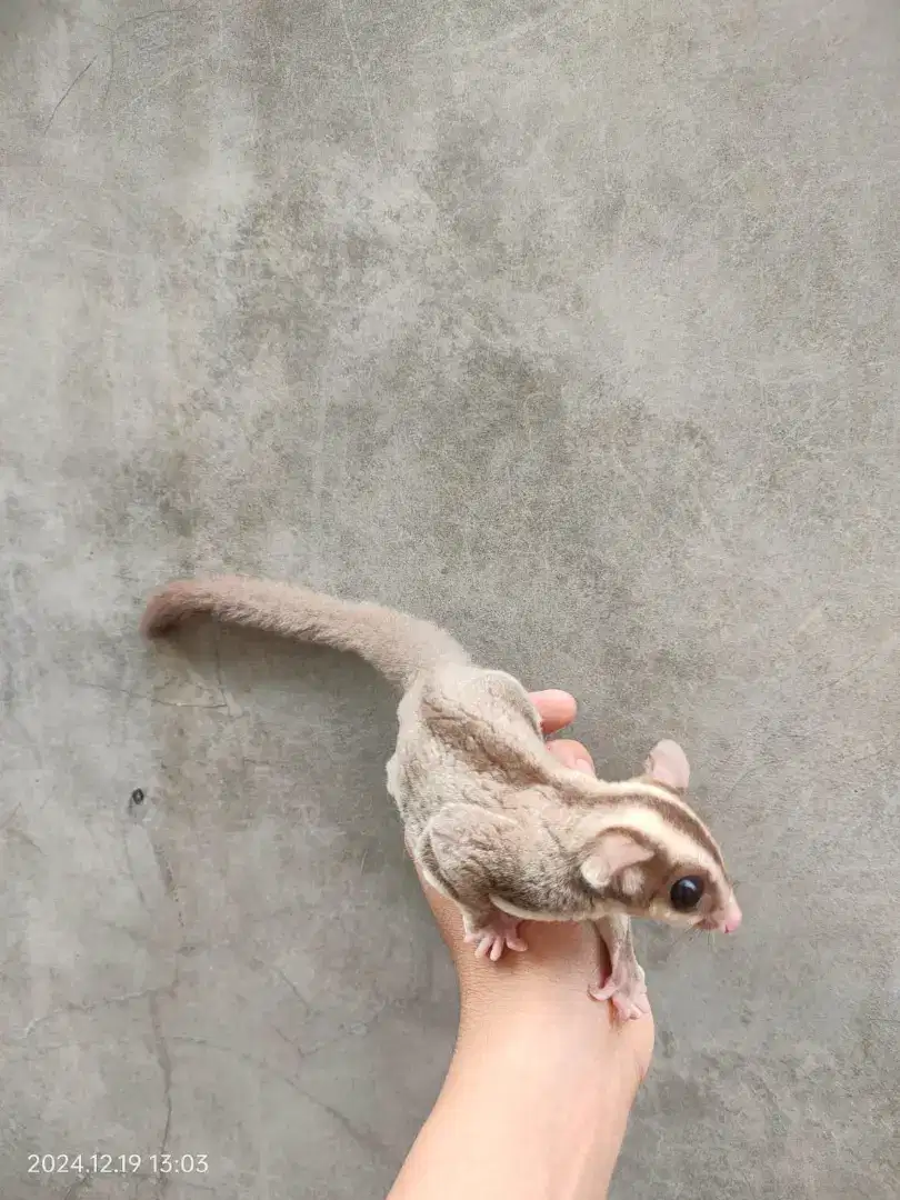 Sugar glider caramel