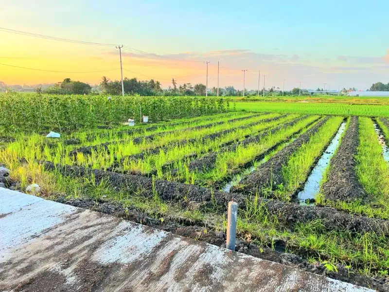 Tanah premium dekat pantai Kedungu Belalang Tabanan Bali