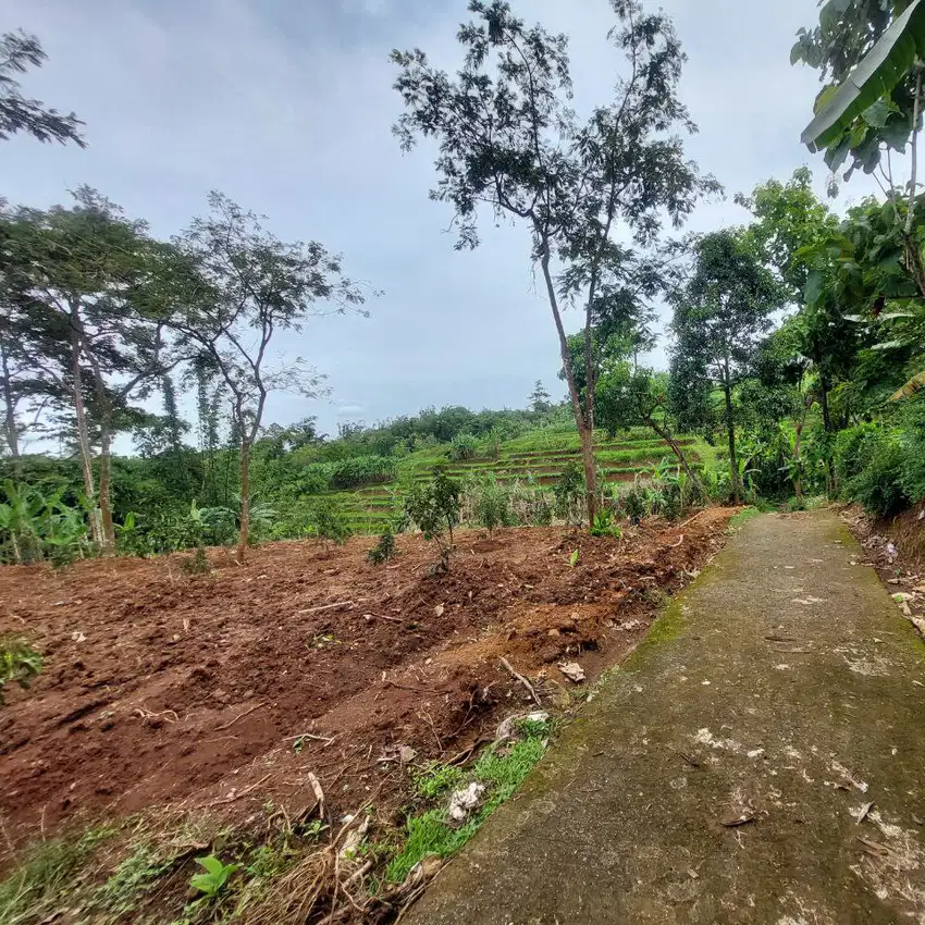 Tanah pekarangan murah ex kandang ayam bonus kebun Alpulkat