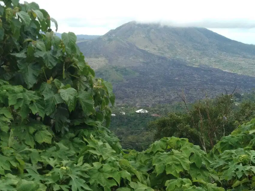 Tanah Premium View Caldera di area Kintamani Bali