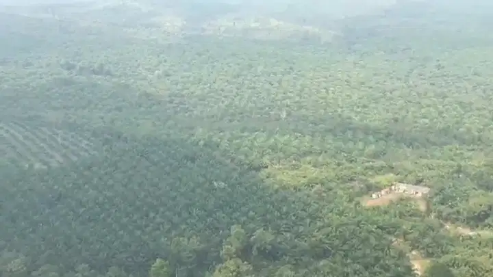 kebun sawit 1000 hektar di way kanan