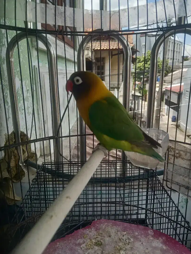 Love bird betina fighter