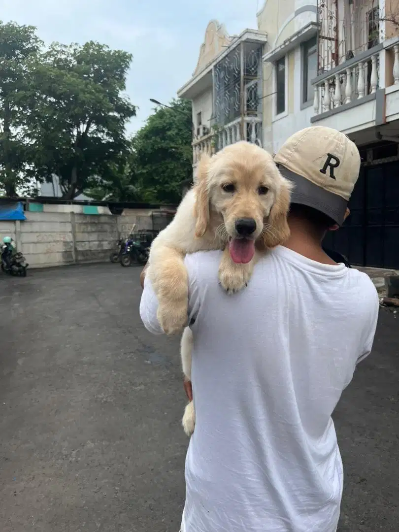 Sale golden retriever female murmer