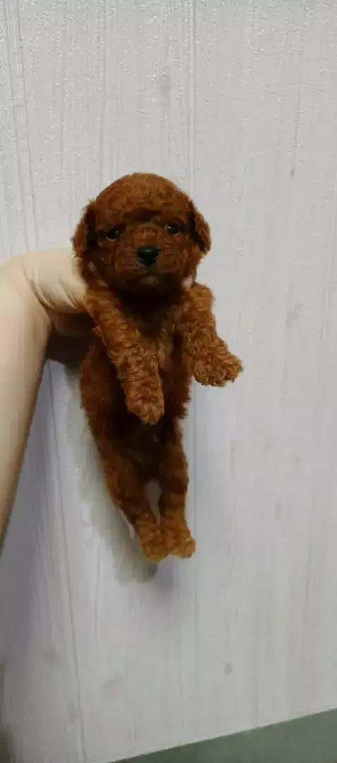 Ready Book Red Tiny Poodle