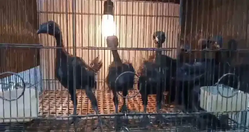 Ayam cemani umur 2 bulan