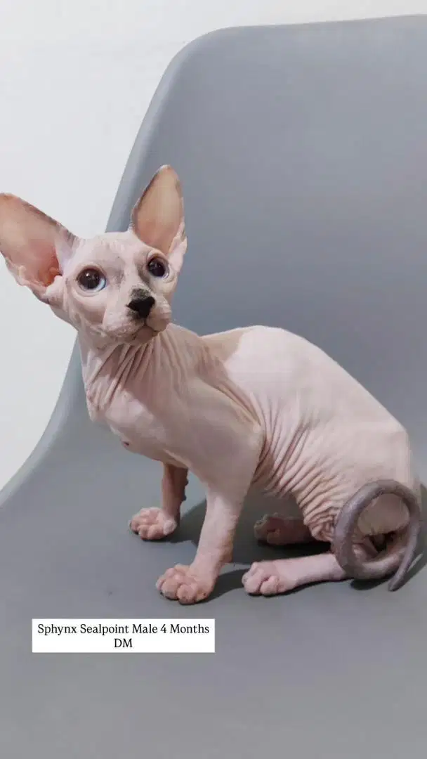 Kucing Sphynx Kitten