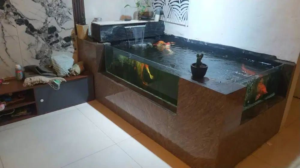 IKAN KOI KURANGI POPULASI KOLAM PRIBADI