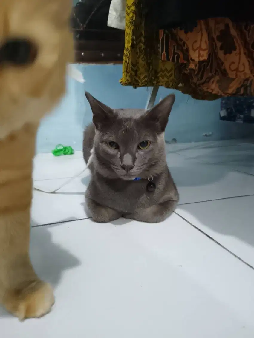 Kucing Busok Abu-abu Jantan kekar