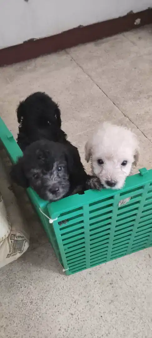 Borongan 3 ekor Anakan Poodle ( Silver, Apricot, Black )