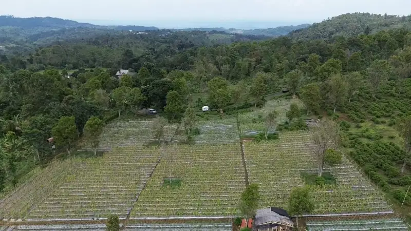 Dijual Kebun DATAR : Cengkeh Dan Teh Di Jl. Raya Kiarapedes Wanayasa