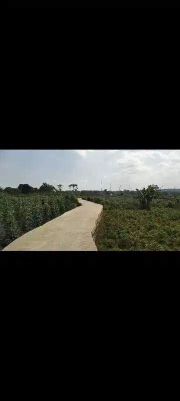 Dijual tanah kebun rata di cihideng cijeruk