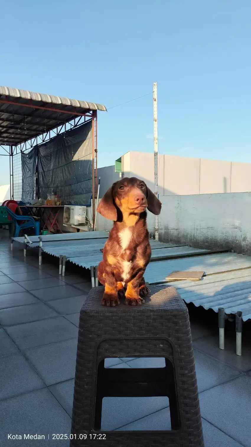 Anakkan anjing tekel / dachsund jantan