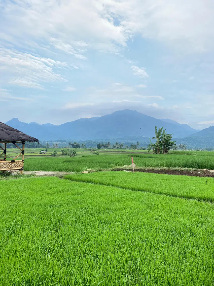 Kavling sawah SHM Bogor