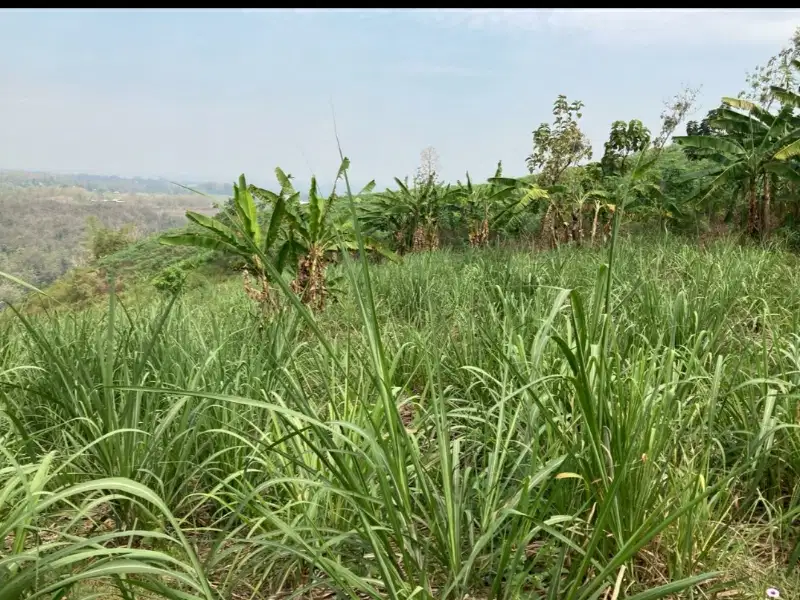 DIJUAL TANAH Perkebunan di Ngrimbi - Jombang