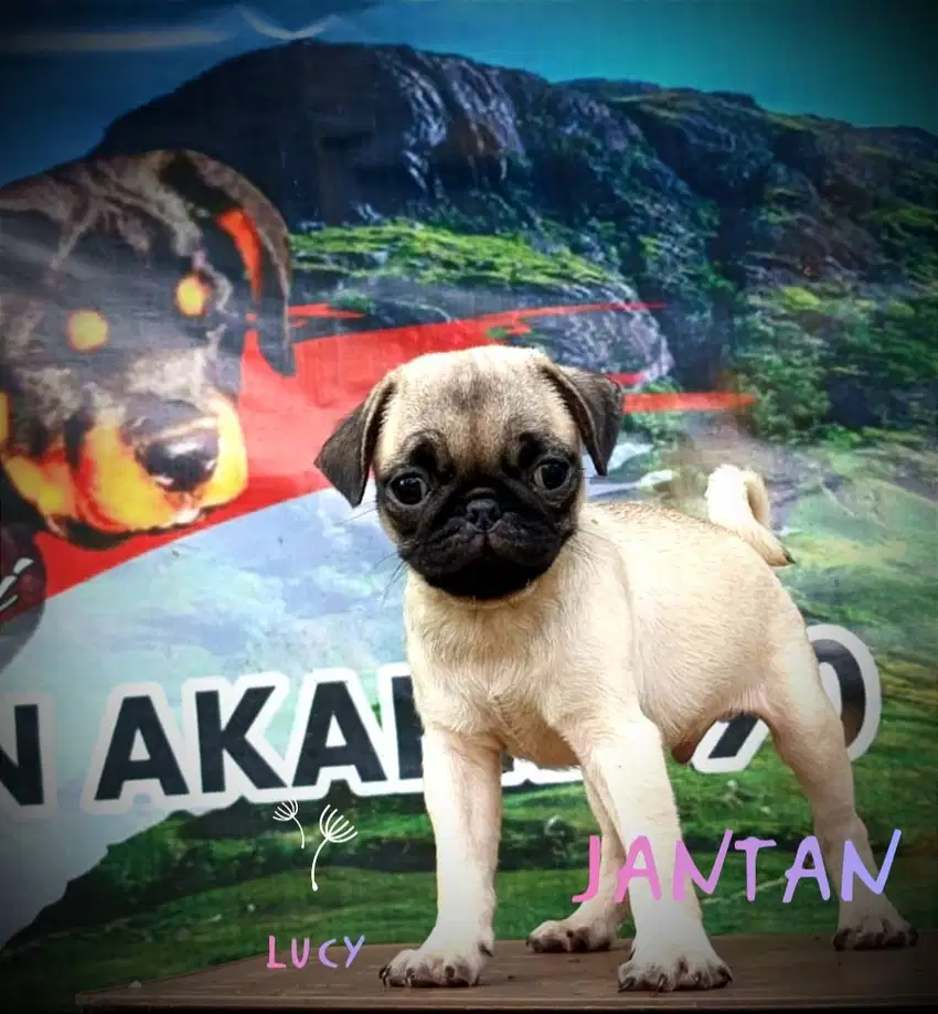 Pug stb vaksin micro chip,Jantan 1 Betina 4.Dob 10 November