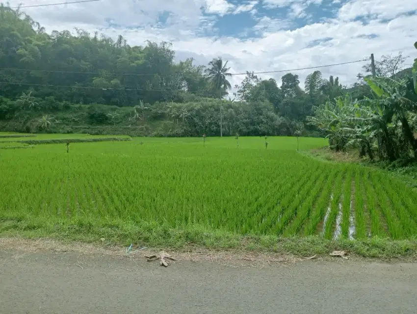 Dijual sawah produktif pinggir jalan dekat akses tol