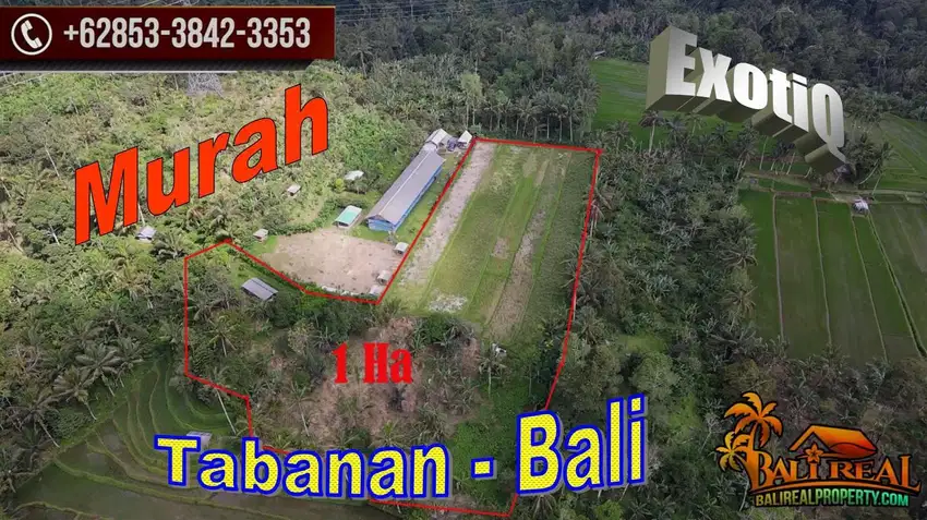 Under Market Price 10,000 sqm Semi L Shape in Pupuan Tabanan