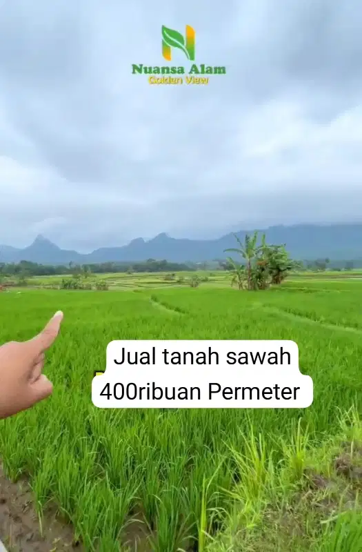 Jual Cepat Tanah Sawah Produktif Lokasi Strategis di Bogor