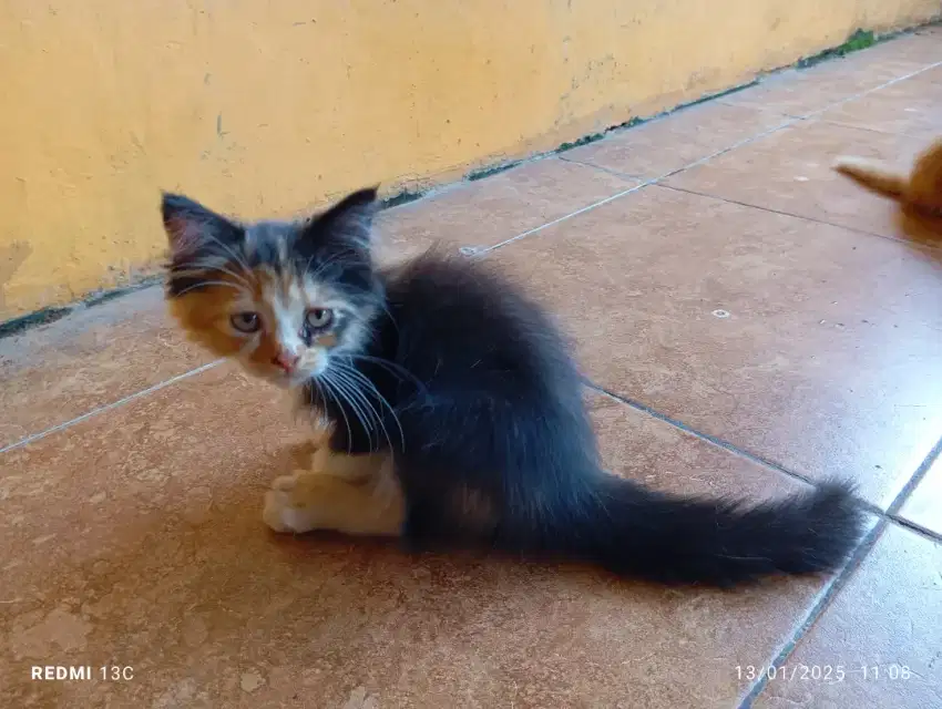 Borongan kucing indukan + anak 2