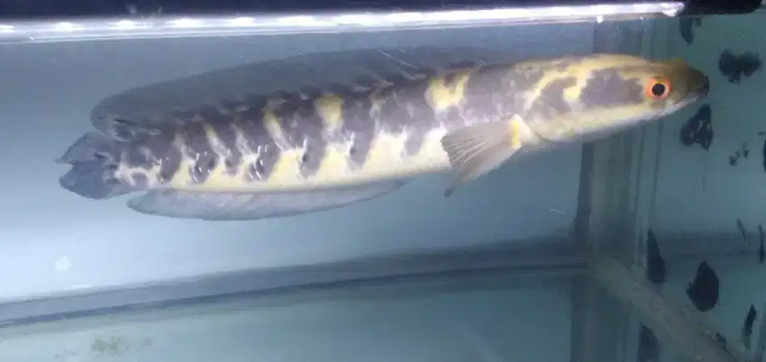 Ikan Channa YS yellow sentarum ±30cm